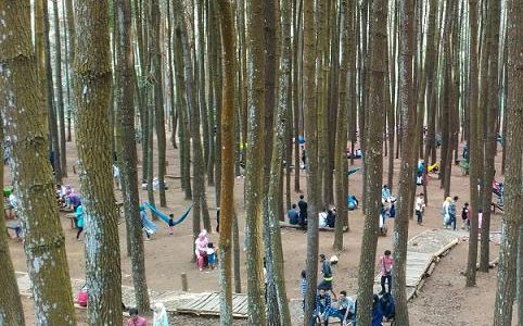 Hutan Pinus Mangunan Dlingo